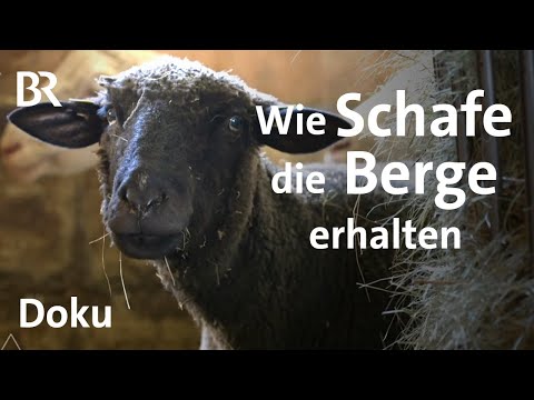 Regional und umweltfreundlich: Schafe in den Bergen | Bergauf-Bergab | Doku | Berge | BR