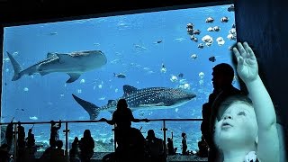 TODDLER SHARK ENCOUNTER! GEORGIA AQUARIUM