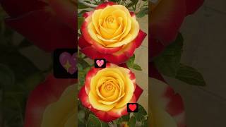 Download lagu ##sollividu velli nilave##♥️♥️💕💕🌹🌹🌺🌺 mp3 Download lagu ##sollividu velli nilave##♥️♥️💕💕🌹🌹🌺🌺 mp3