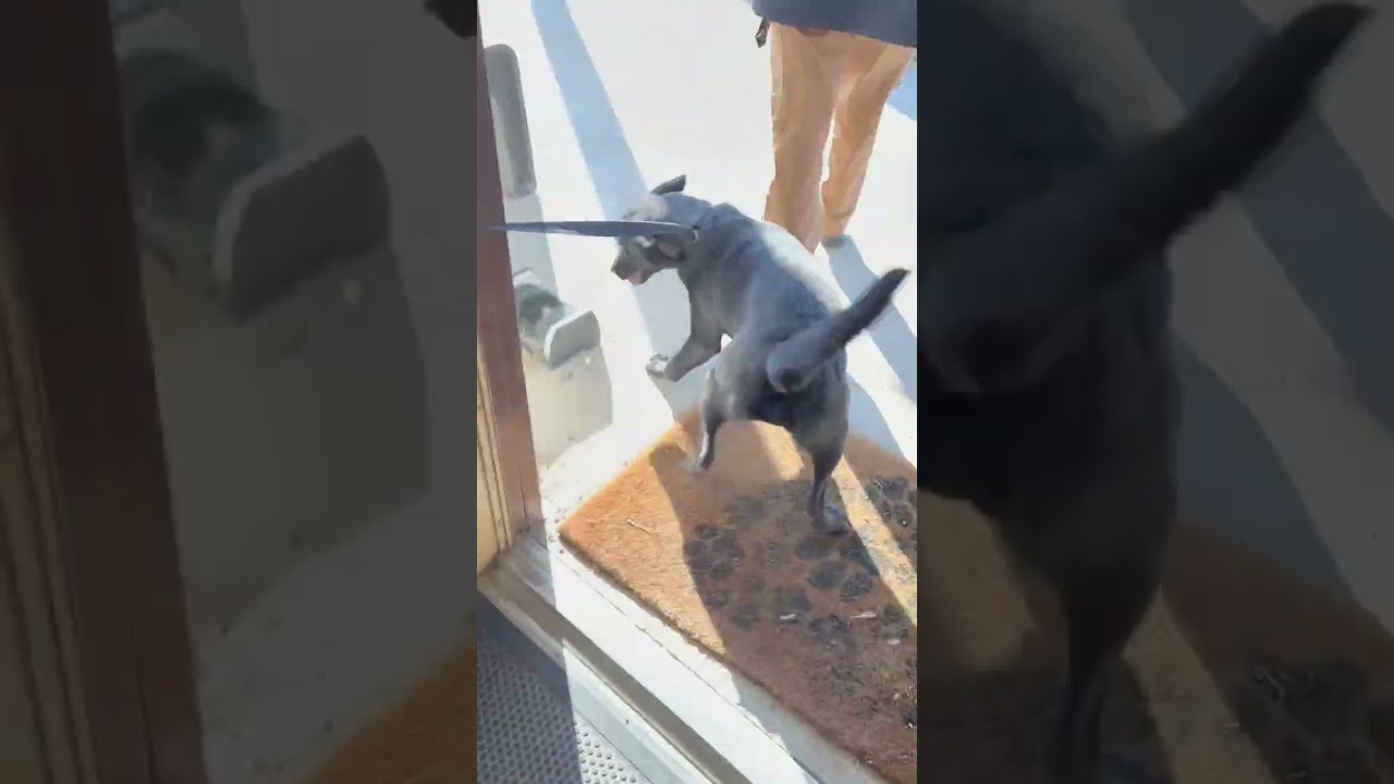 Enlarge Crash, a ADOPTABLE Black Labrador Retriever in Shelbyville, TN video 2/2