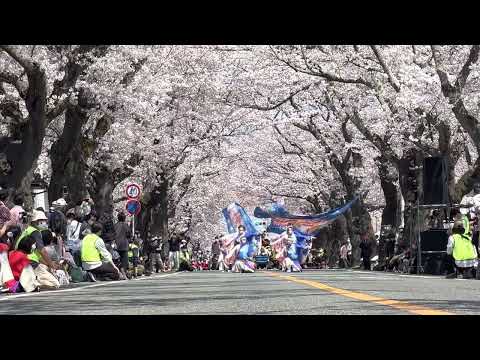 Wonderなみえ  -富岡町さくらまつり2022-