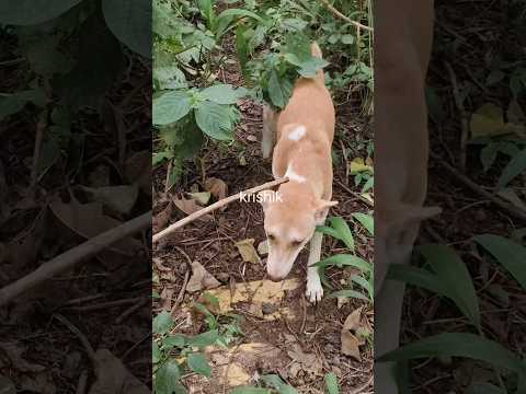 @krishik6549 #Finally Sundari has a baby#Sundari#Sundari ma holo#streetdog#voiceforvoiceless#dog