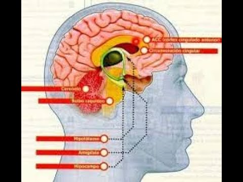 Los sistemas atencionales y neuroanatomía del aprendizaje.Dra  Glorianna Montas (Clase 11, Módulo 4)
