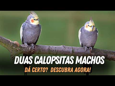 Can I Have Two Male or Two Female Cockatiels? Find Out Now!