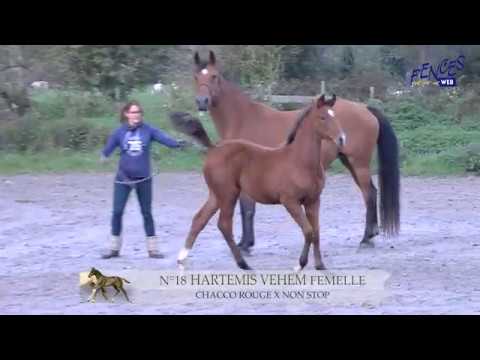 18  - HARTEMIS VEHEM (CHACCO ROUGE / NON STOP)