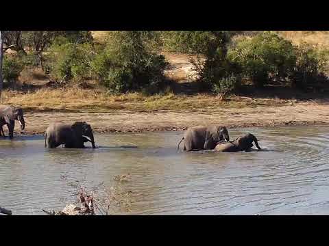 Djuma: Elephant herd enjoys a sip, dip and mud wallow - 14:55 - 08/01/20