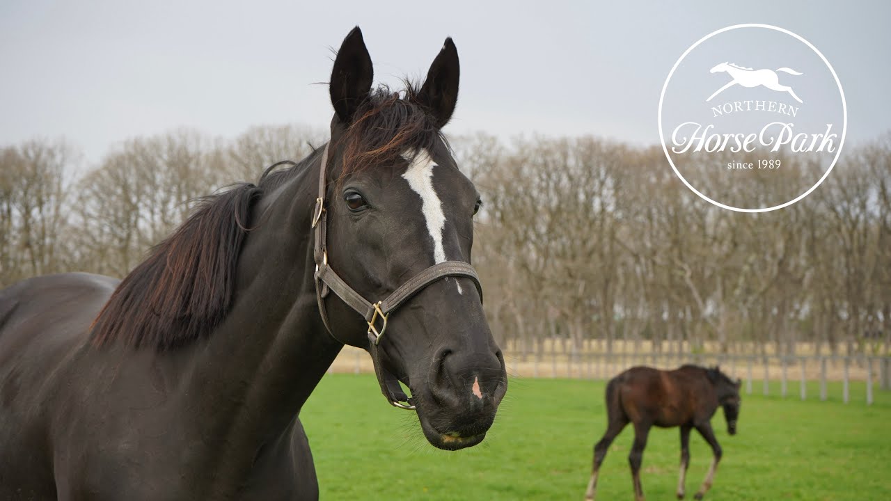 ソングラインに会ってきました