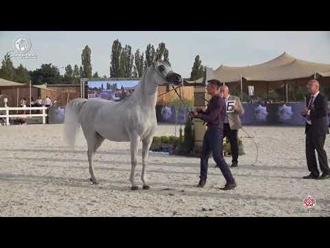 N.80 EMANDORISSA - European Championship 2020 - Prague - Mares 7-9 Years Old (Class 9)