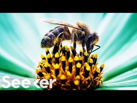 Bees’ Tiny Brains Could Change How We Engineer Computers