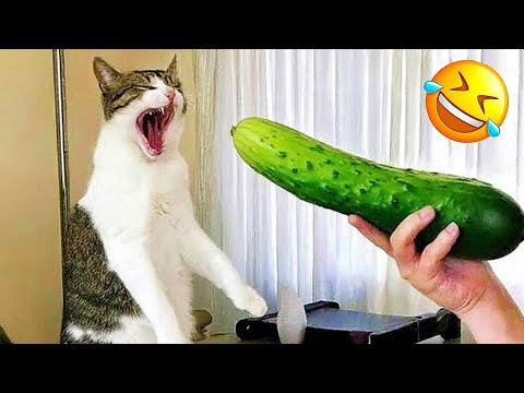 Essayer de ne pas rire les animaux les plus drôles 2025 partie 11