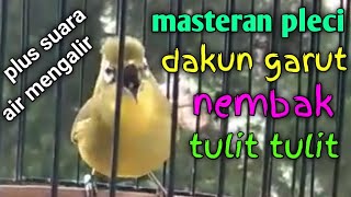 Download lagu masteran pleci dakun garut nembak tulit tulit mp3