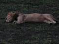 Riding Safari Kenya Part 2 Of 2