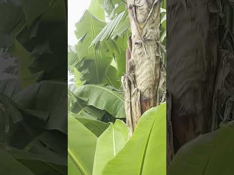 Aldis Ferlach O'Peigh 14 - Cowboy Reasoning and Hillbilly Reckoning - Rules to live by