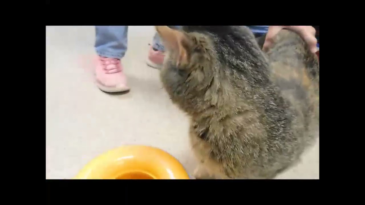 Enlarge NYX, a ADOPTABLE Domestic Short Hair in Ironwood, MI video 2/2