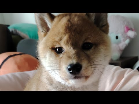 asmr, update 4 my WH. FLEX XIBAOBAO SAYING HELLO #dog #talkingdog #screencast #shortfeed