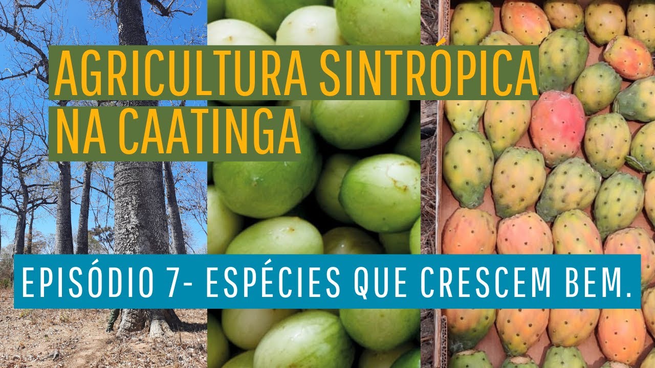 Agricultura sintrópica na Caatinga. Episódio 7 - Espécies que crescem bem.