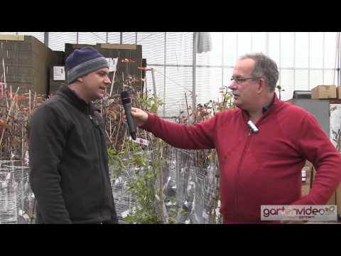 Maracuja - Passionsfrucht im Kübel oder Topf pflanzen