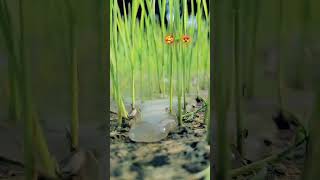 Download lagu Falak Tak Song | Tashan | Akshay Kumar, Kareena Kapoor, Udit Narayan, Mahalaxmi Iyer, Vishal-Shekhar mp3 Download lagu Falak Tak Song | Tashan | Akshay Kumar, Kareena Kapoor, Udit Narayan, Mahalaxmi Iyer, Vishal-Shekhar mp3