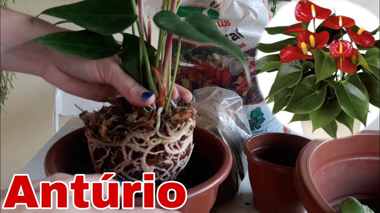 Como Plantar Antúrio
