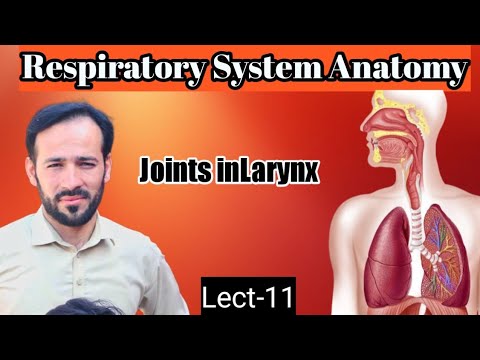 11. Larynx anatomy | Joints in larynx | Anatomy of larynx | ligaments and membranes of larynx