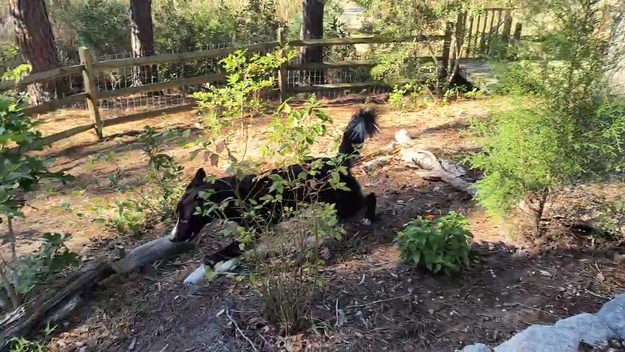 Enlarge BEAR, a Adoptable mixed breed in Chocowinity , NC video 5/5