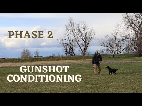 Phase 2 - Best Way to Introduce Your Dog to Gun Fire