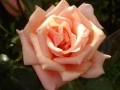 Llewellyn,.."Tai Chi ( Chuan )",.."Relaxation",..Roses 2013.