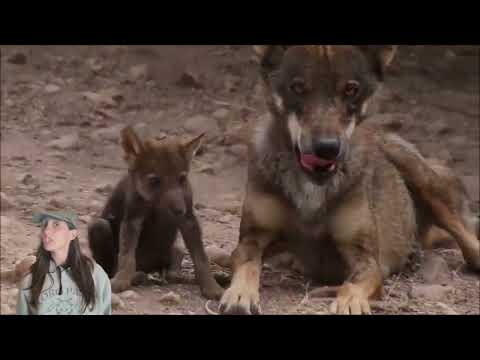 Nueva mascota del CB Molina Wolves