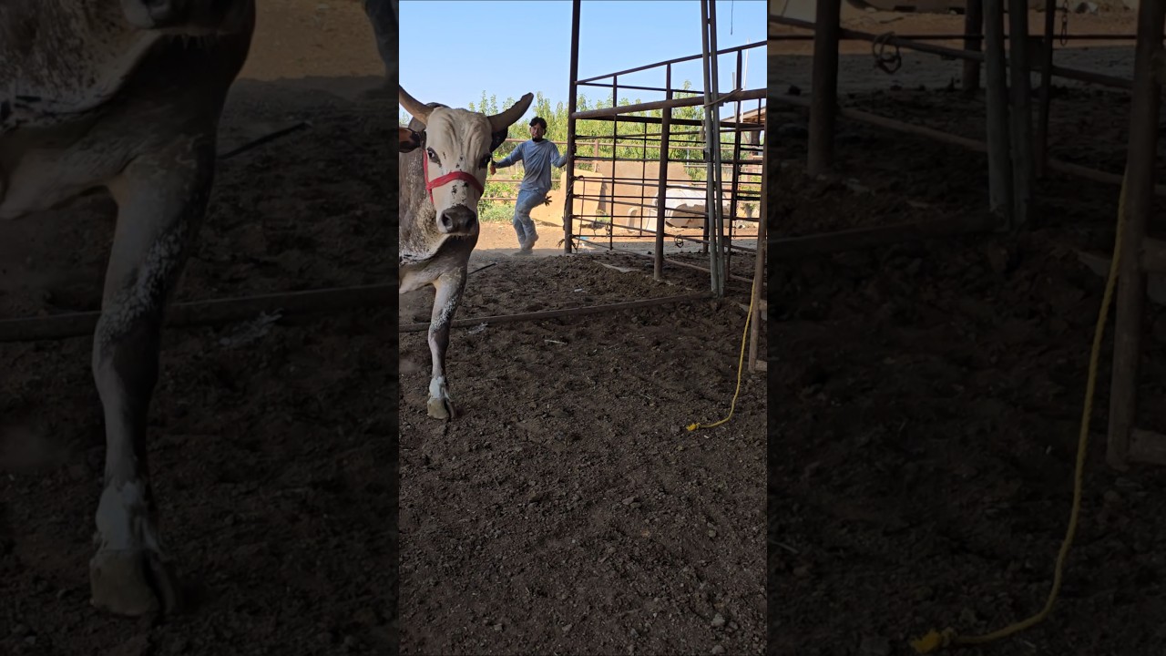 #toros #cow #jaripeo #mascotas #bull #rancho #rodeo #cattle #animals #animales