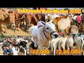 HYDERABAD BULLS MARKET TUKKUGUDA MARKET 2025 BULLS MARKET IN HYDERABAD TELANGANA