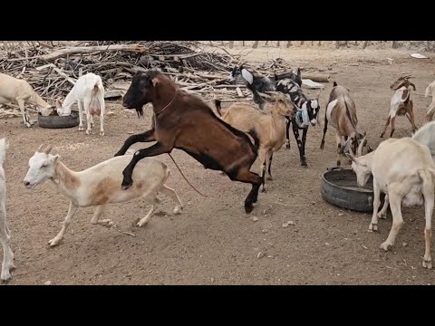 CABRAS LEITEIRA PRA VENDA EM SANHARÓ-PE