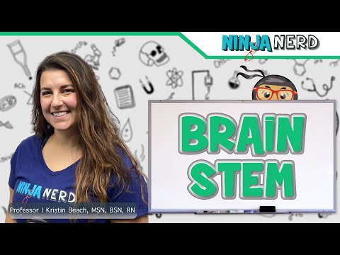 Brainstem | Structure & Function