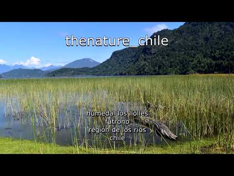 Humedal Los Llolles Futrono Región de Los Ríos Chile 1 