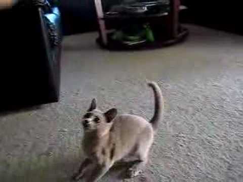 Shiloh Burmese Kitten Playing Fetch