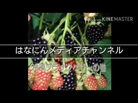 ブラックベリーを冷凍する:これが果物を保存する方法です 植物