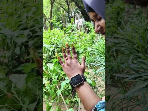 Fake Nail 🤣🤣 #shorts #funny #trending #bangladesh #flowers