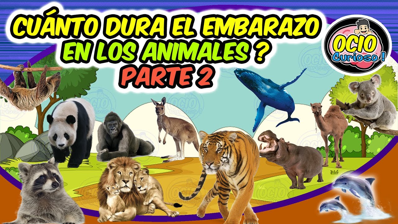EMBARAZOS EN LA NATURALEZA PARTE 2 - CUANTO DURA EL EMBARAZO DE LOS ANIMALES - OCIO CURIOSO