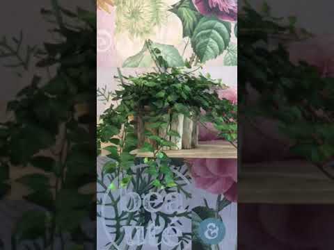 , title : 'Hera Verde Estrela - planta pendente para ambiente interno'