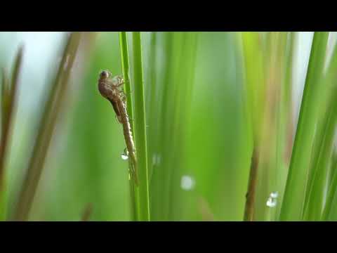 Frühe Adonislibelle beim Schlüpfen