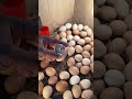 Don T More Open Unready For Hatching