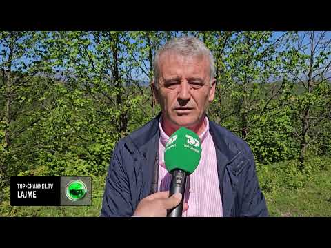 Top Channel/ Gështenjat e Veriut në rrezik! Kërcënohen nga grerëzat aziatike e kanceri i lëkurës