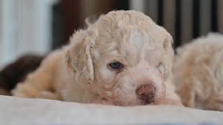 Video preview image #3  Breeder Profile in LYNDEN, WA, USA