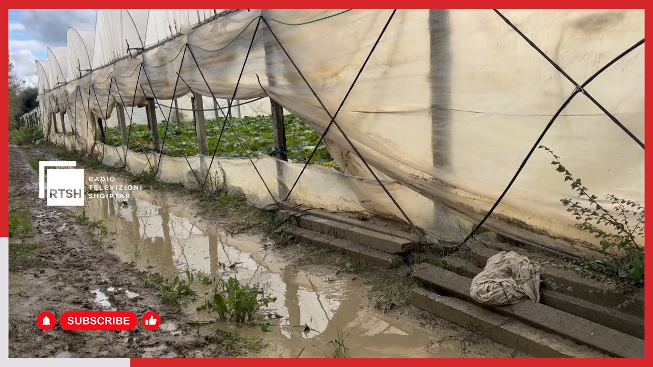Dëme të mëdha pas përmbytjes në Zhelizhan – Fermerët e Lushnjës kërkojnë vlerësim të humbjeve pas tërheqjes së ujit