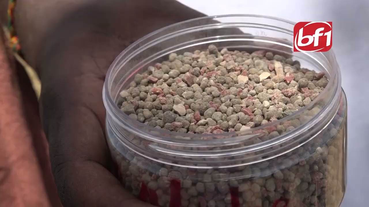Agriculture: des chercheurs burkinabè développent des engrais locaux prometteurs pour la riziculture