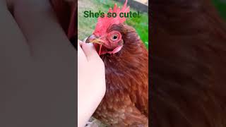 Download lagu Ayam yang ramah dan lucu ini suka dielus! mp3