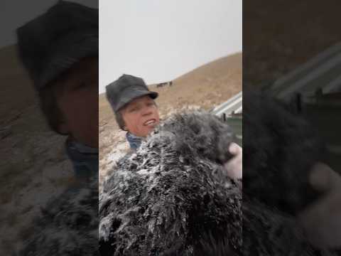 Poor little guy is half froze! 🧊