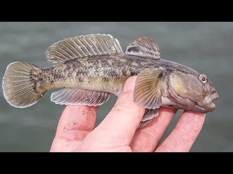 Top 50 curiosities about GUVIDE