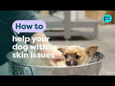 How to help your #dog with skin issues | PET CIRCLE