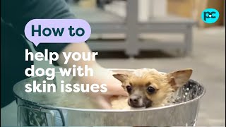 How to help your dog with skin issues