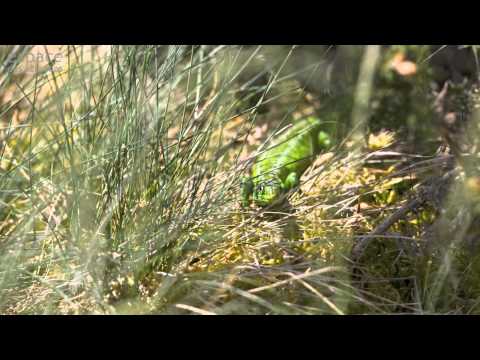 pourquoi la queue d'un lézard repousse